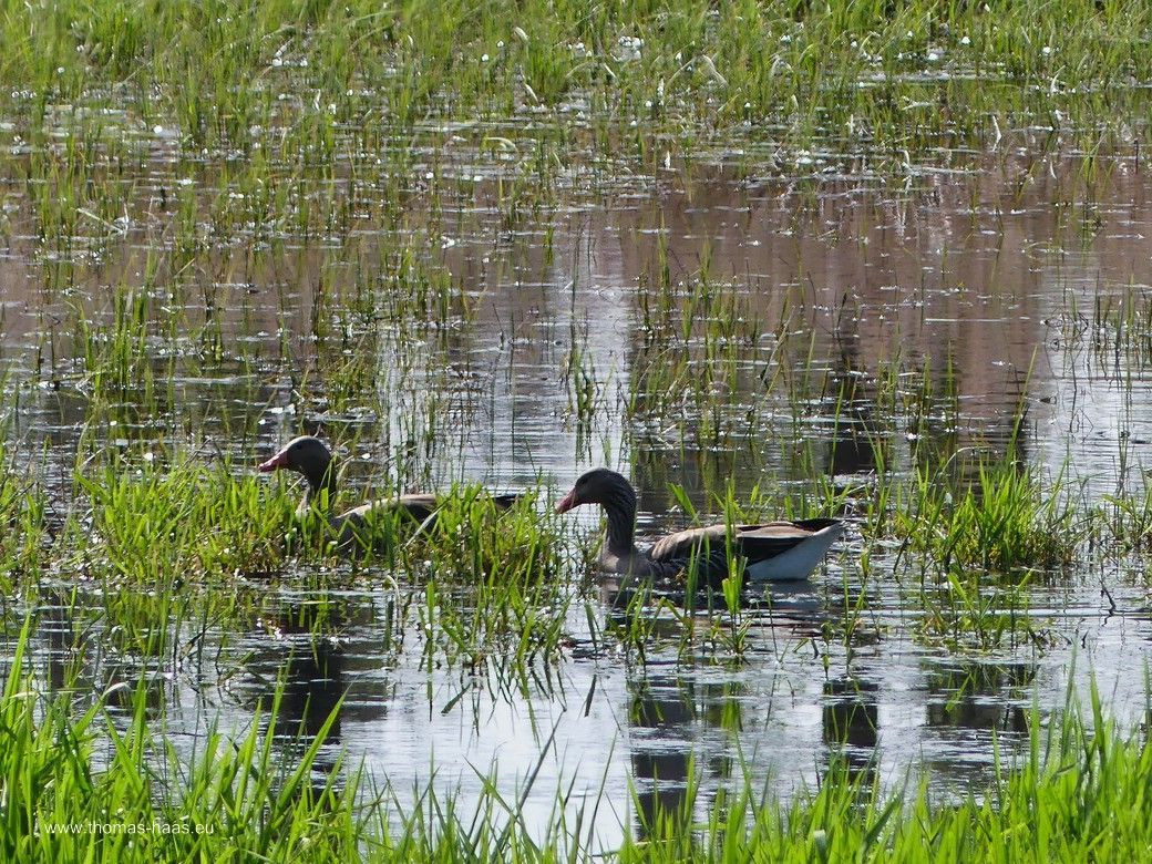 Gänse im Tümpel, 2025 Gänse im Tümpel, 2025