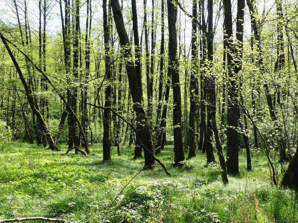 Lichter Auwald im Frühling 2025 Lichter Auwald im Frühling 2025