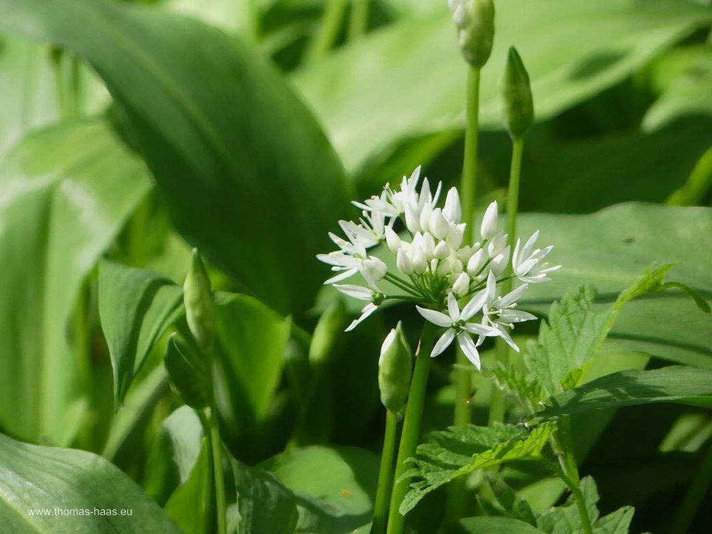 Bärlauch blüht im Wald... Bärlauch blüht im Wald...
