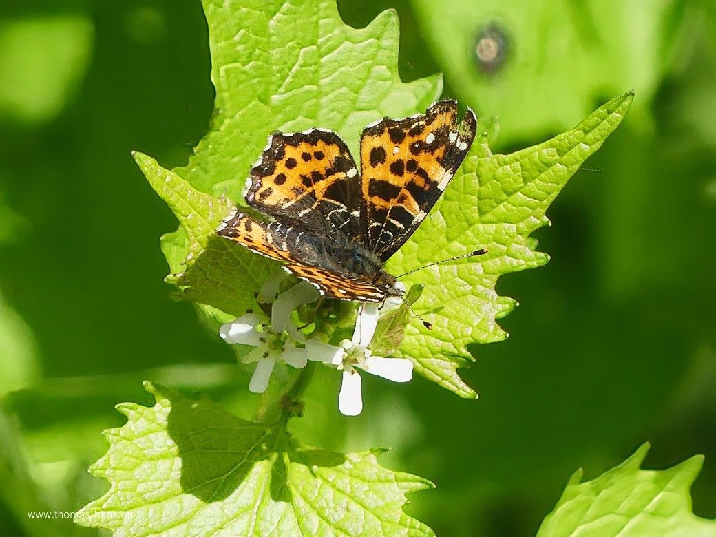 Landkärtchen, Schmetterling Landkärtchen, Schmetterling