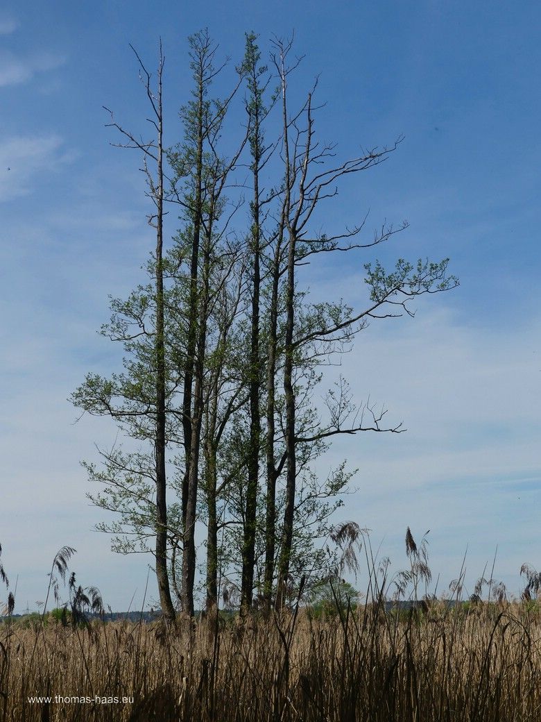 Baumgruppe in den Wasenlöchern, 2025 Baumgruppe in den Wasenlöchern, 2025