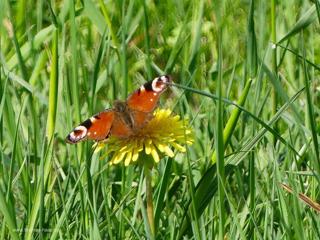 Tagpfauenauge Tagpfauenauge