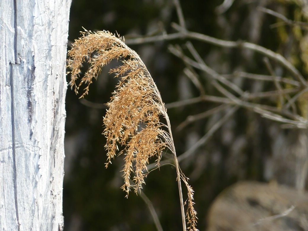 Blütenrispe vom Vorjahr... Blütenrispe vom Vorjahr...