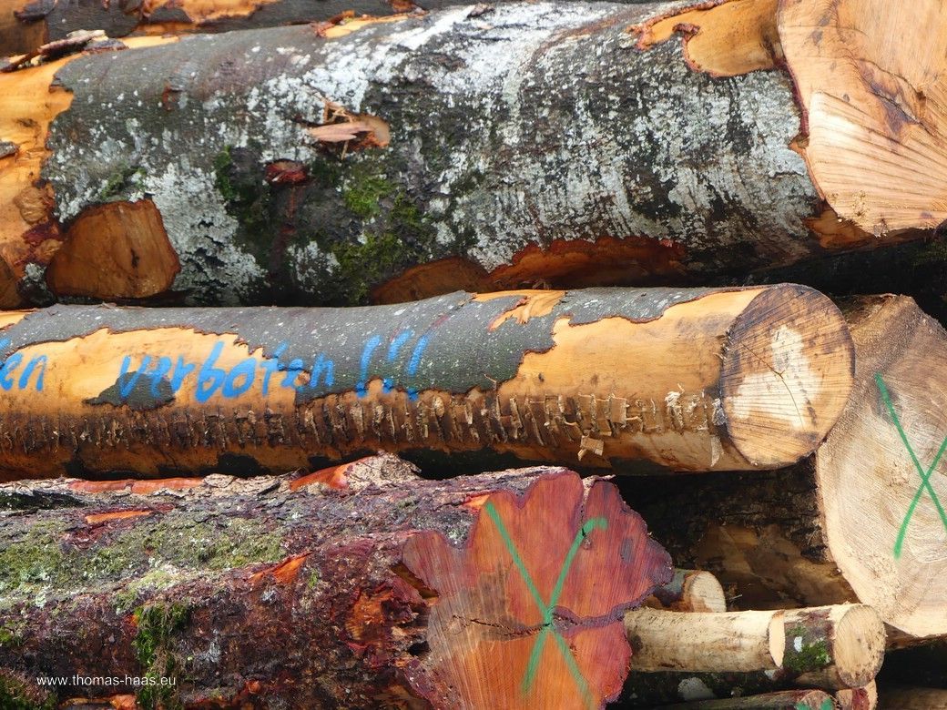 Holzeinschlag am Parkplatz Tatzelwurm... Holzeinschlag am Parkplatz Tatzelwurm...