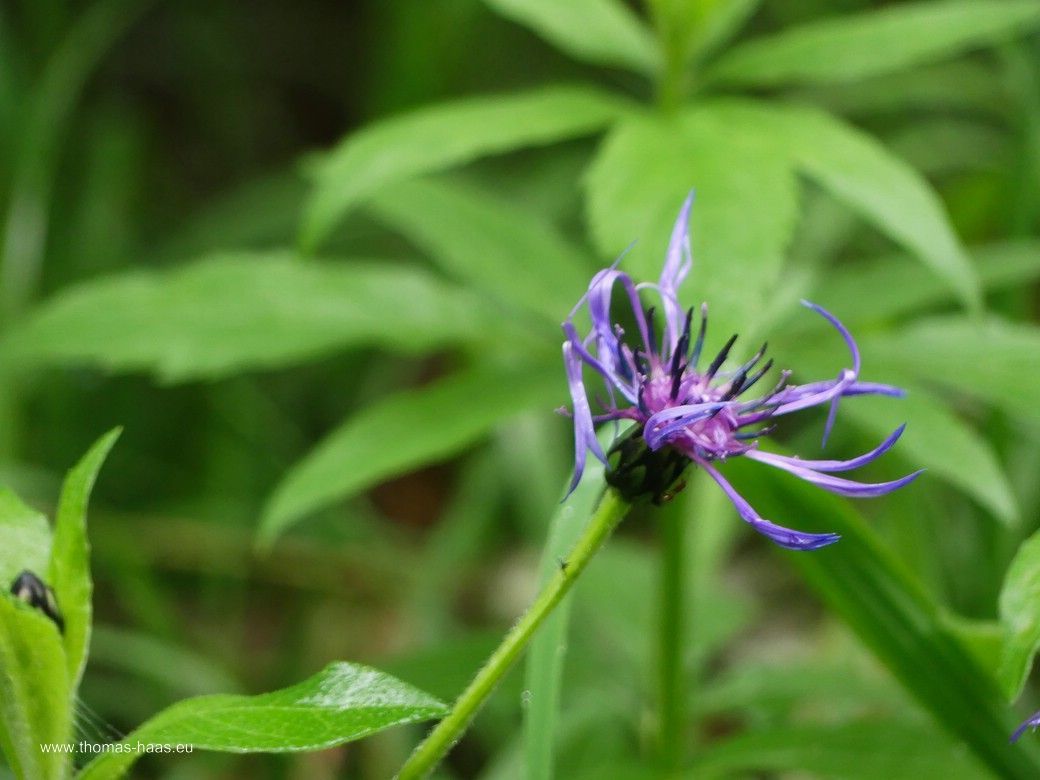 Berg-Flockenblume, 2025