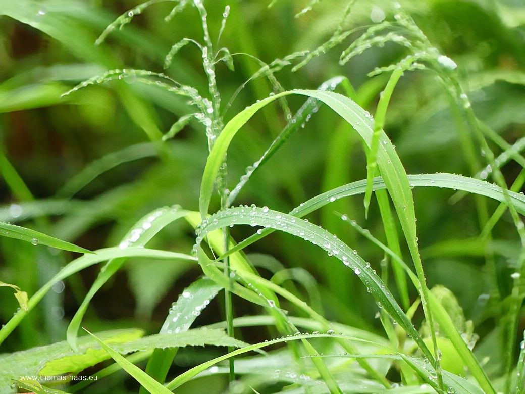 Gräser voll mit Regentropfen! 2025
