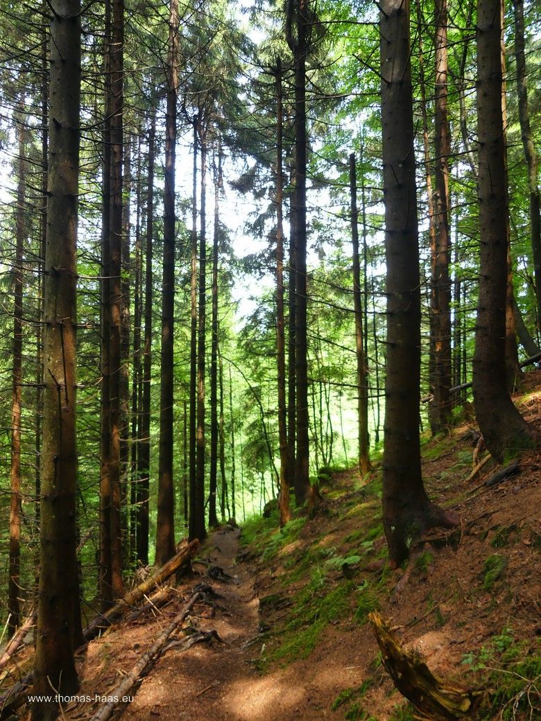 ...lichter Wald am Wanderweg! ...lichter Wald am Wanderweg!