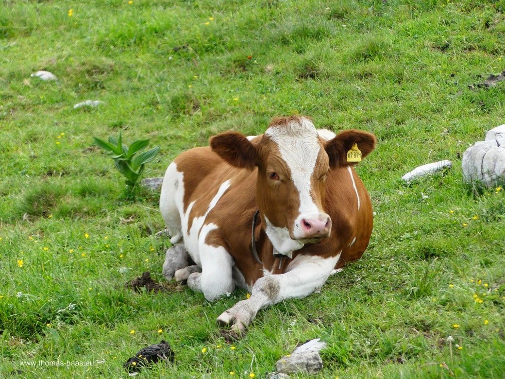 Tiefenentspanntes Jungrind, 2025 Tiefenentspanntes Jungrind, 2025