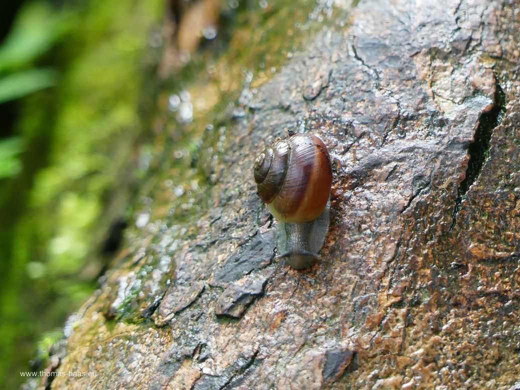 Schnecke am Wanderweg...