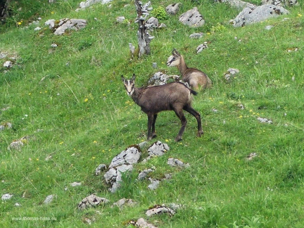 Die ersten Gämsen! 2025 Die ersten Gämsen! 2025