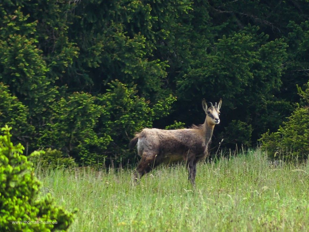 Eine Gams auf Beobachtungsposten... Die Gams hatte uns lange beobachtet...