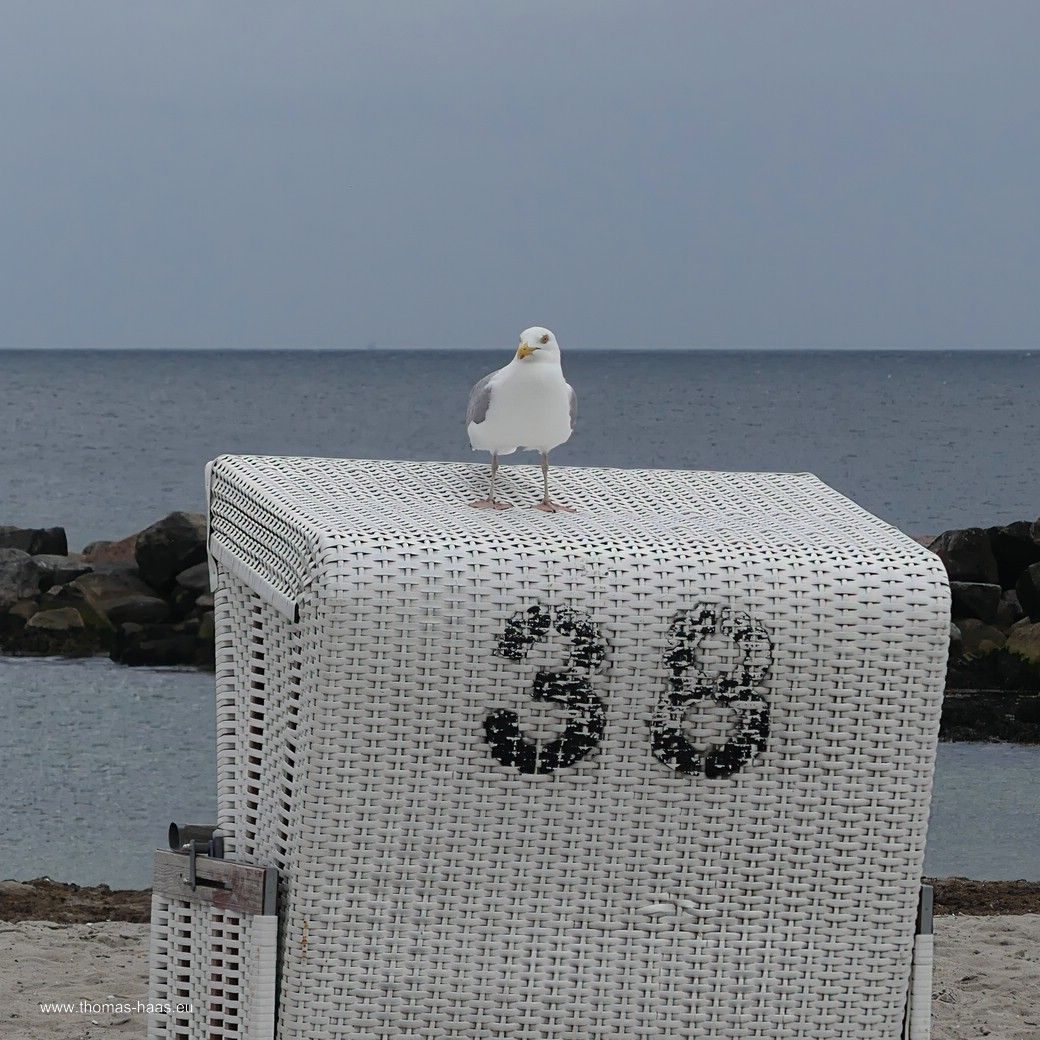 Möwenlotto... Möwenlotto...