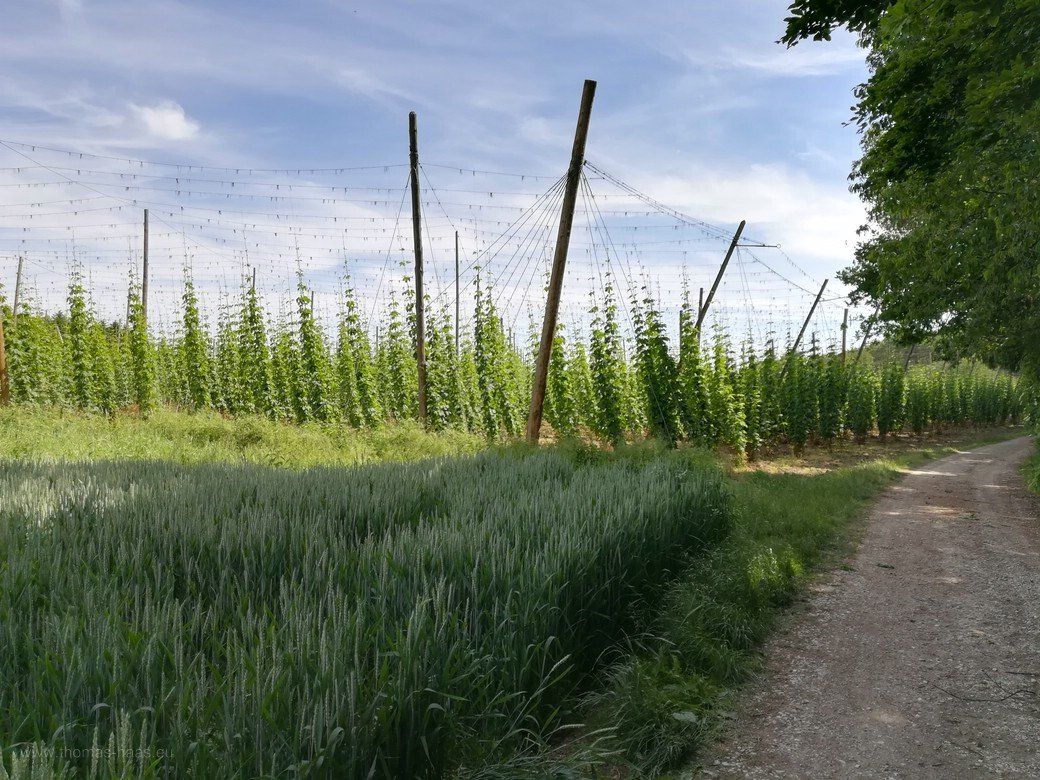Die Hallertau - Korn und Hopfen am Waldrand - Juni 2021 Die Hallertau - Korn und Hopfen am Waldrand - Juni 2021