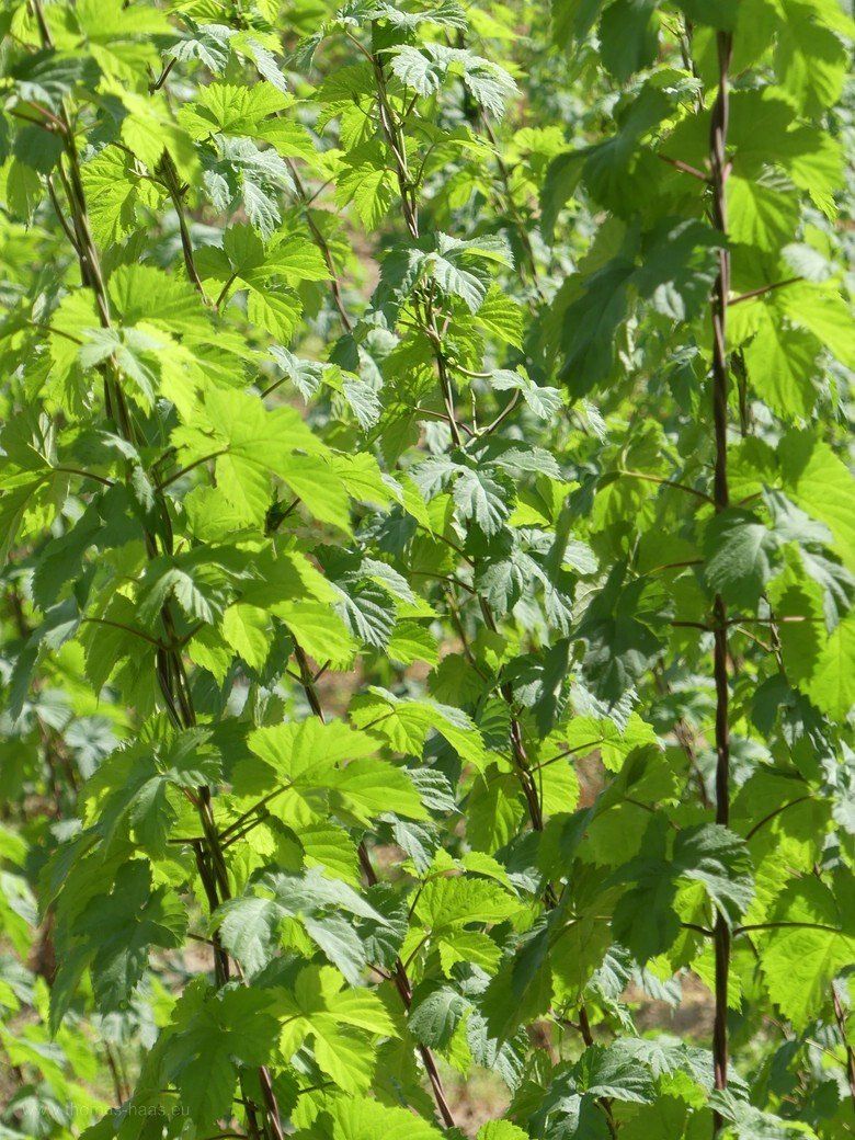 Hopfenreben... Hopfenreben...