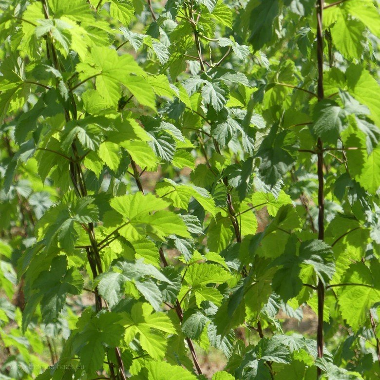 Hopfen in der Hallertau... Hopfen in der Hallertau...