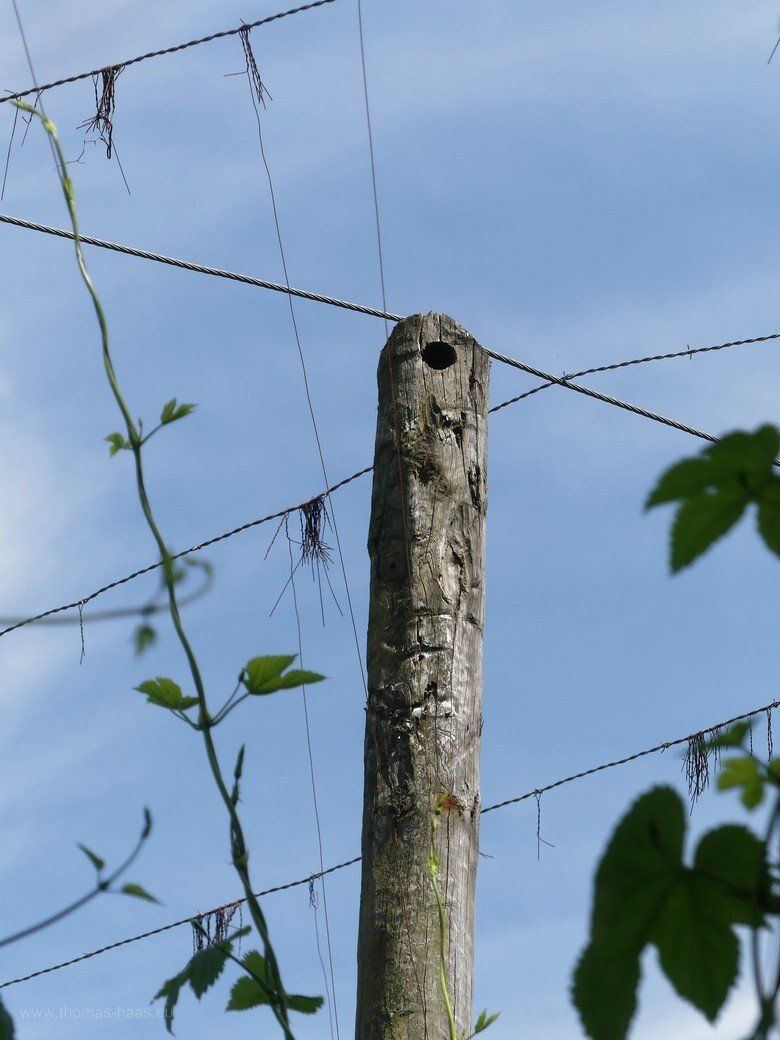 Hallertauer-Lehrpfad, Wolnzach, Juni 2021 Hallertauer-Lehrpfad, Wolnzach, Juni 2021
