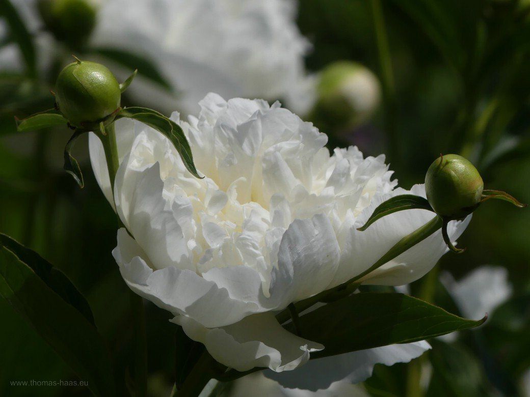 Pfingstrosen im Kreismustergarten, Juni 2021 Pfingstrosen im Kreismustergarten, Juni 2021