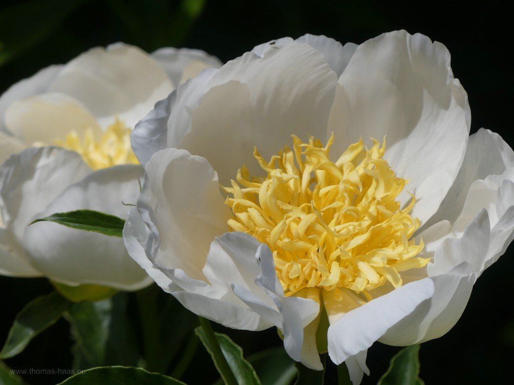 Pfingstrosen im Kreismustergarten, Juni 2021 Pfingstrosen im Kreismustergarten, Juni 2021