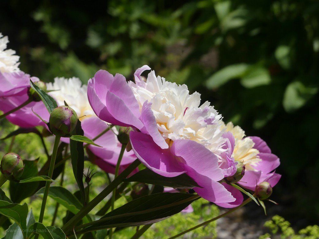 Pfingstrosen im Kreismustergarten, Juni 2021 Pfingstrosen im Kreismustergarten, Juni 2021