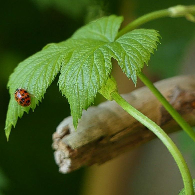 Hopfenblatt und Marienkäfer, 2023 Motive aus der Gartensaison... Hopfen und Käfer