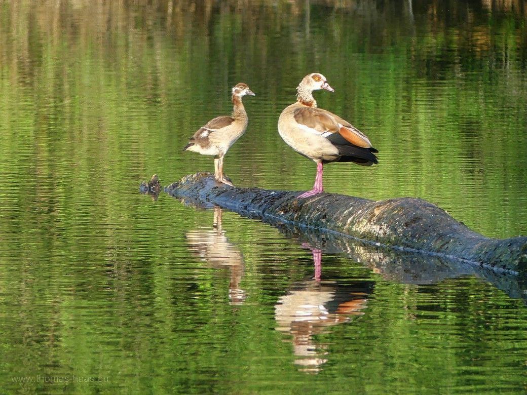 Nilgänse an der Iller, Juni 2023 Nilgänse an der Iller, Juni 2023