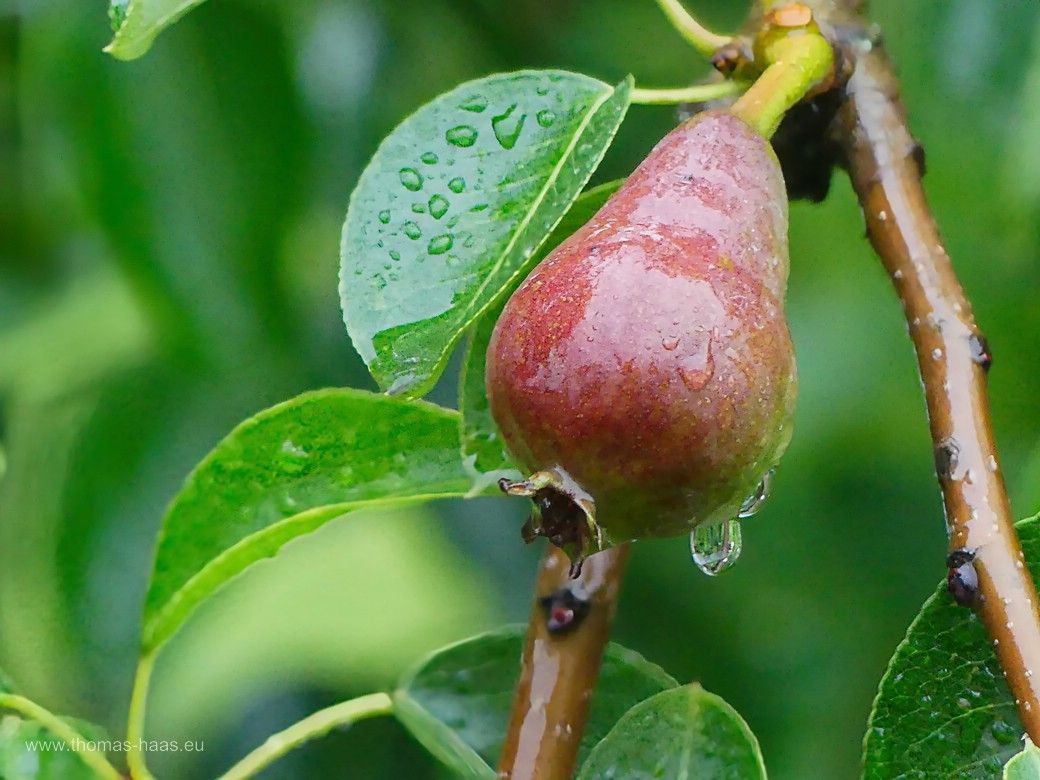 Regenwetter in der Dauerschleife, nasse Birne am Baum...