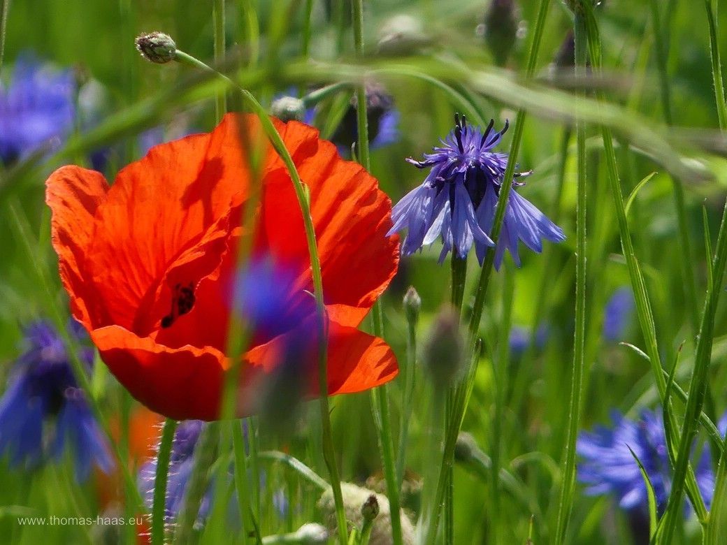 Mohnblüten und Kornblume am Wegesrand, Juni 2024