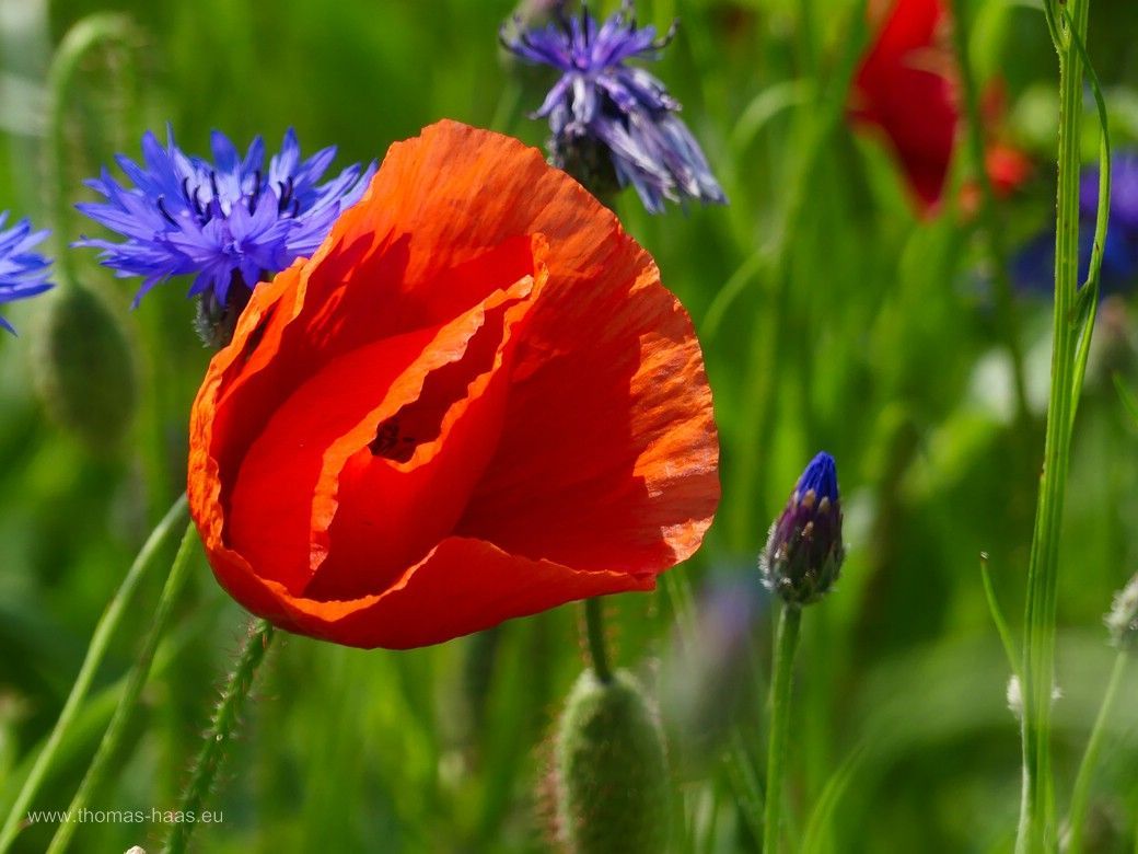 Mohnblüten und Kornblume am Wegesrand, Juni 2024