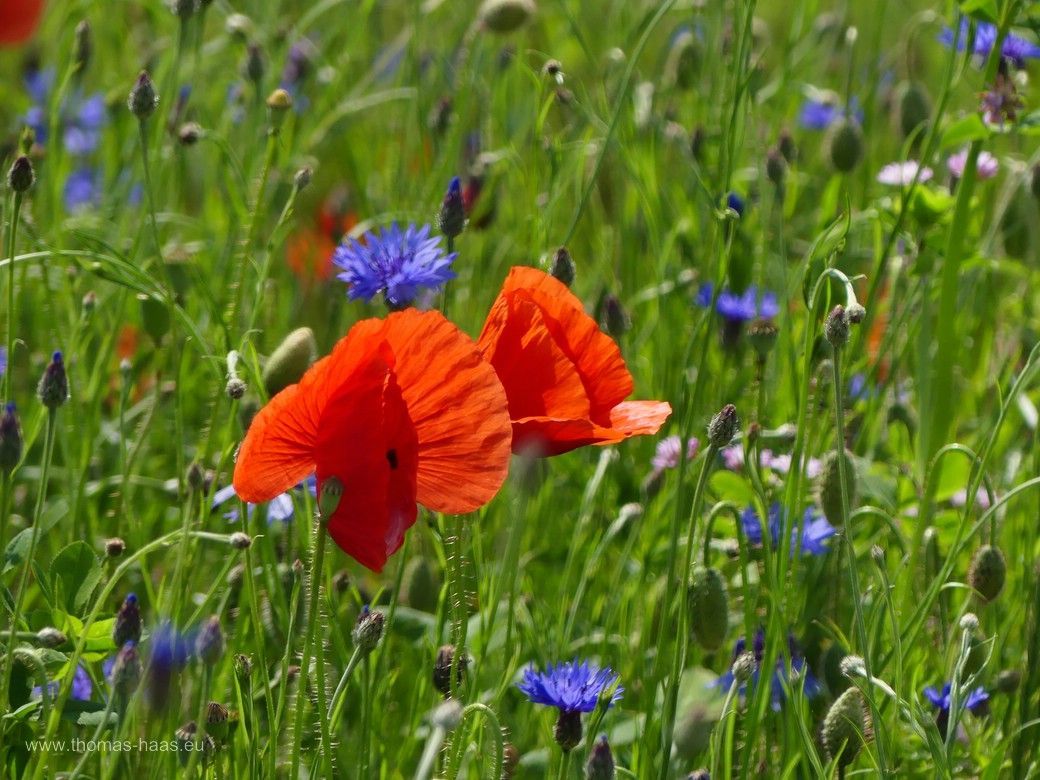 Mohnblüten und Kornblumen, Juni 2024