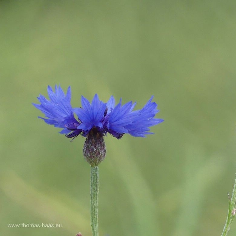 Kornblume am Wegesrand, Juni 2024