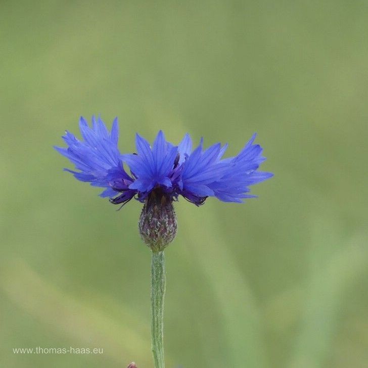 Kornblume am Feldrand, 2024