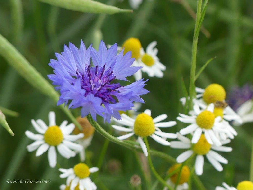 Kamille und Kornblumen, Juni 2024 Kamille und Kornblumen, Juni 2024