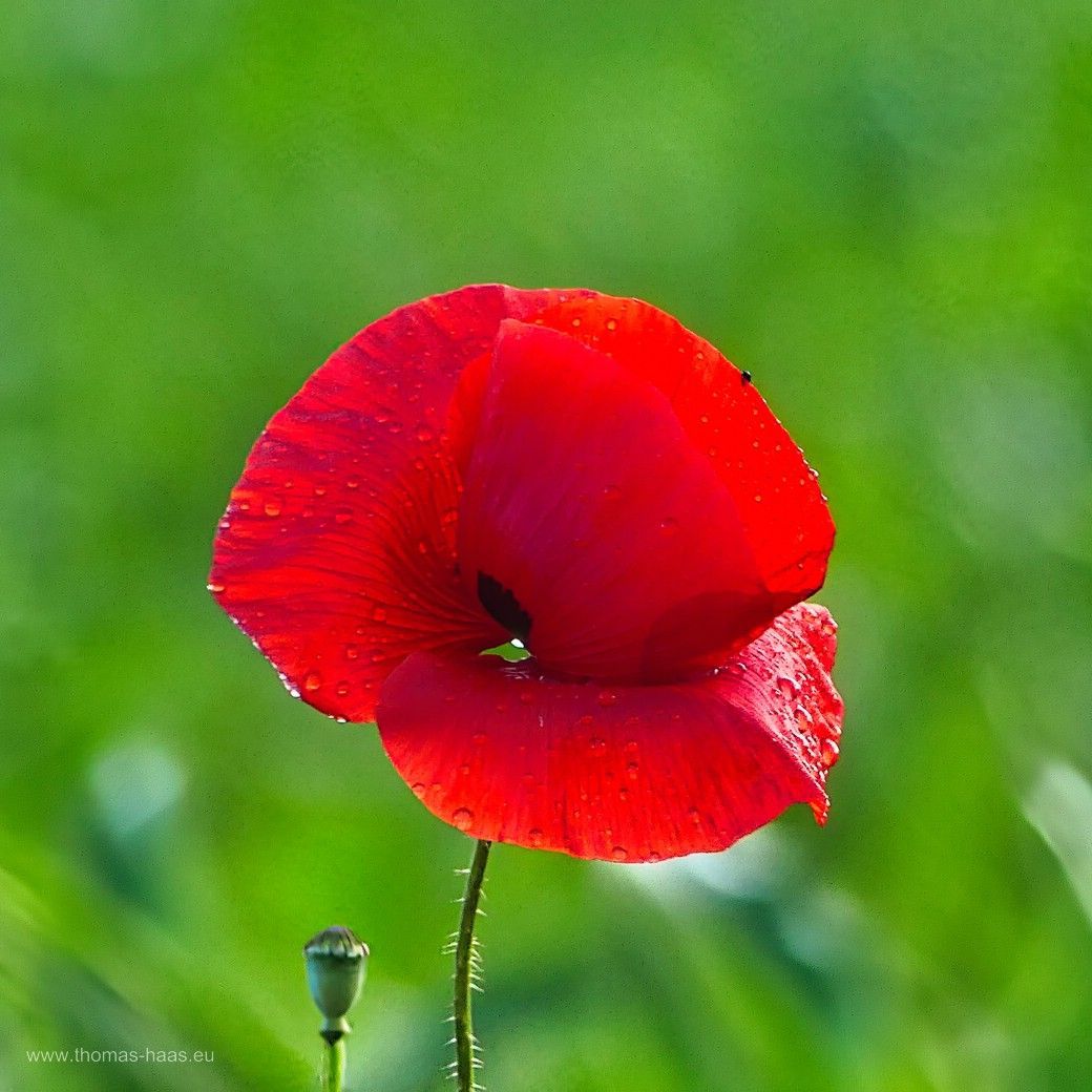...rote Mohnblüten am Wegesrand, Juni 2024