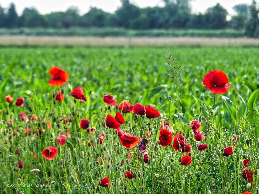 Roter Mohn am Wegesrand, im Hintergrund Mais und Brotgetreide, 2024