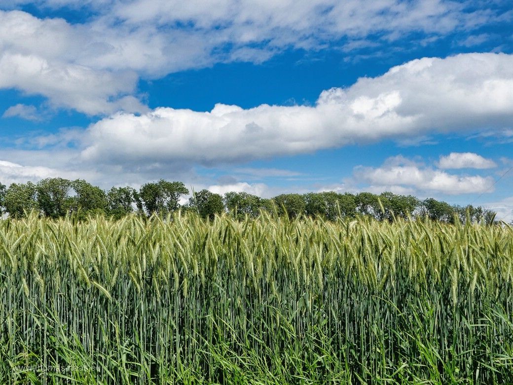 Landschaftsgrafik auf der Hochebene, Juni 2024