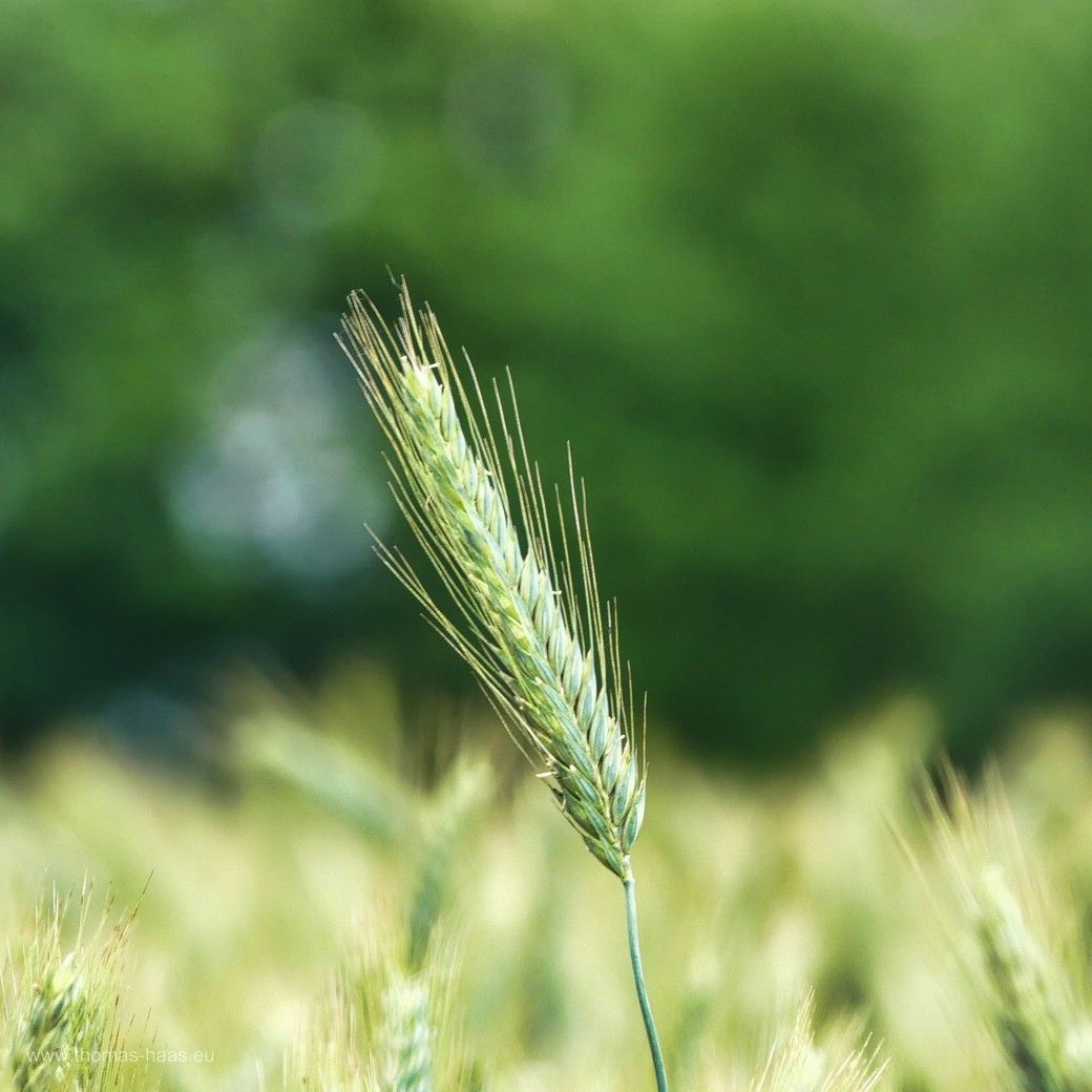 Im Juni schiebt das Getreide mächtig!