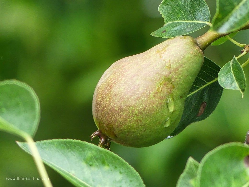 Birne am Baum, im Regen, Juni 2024