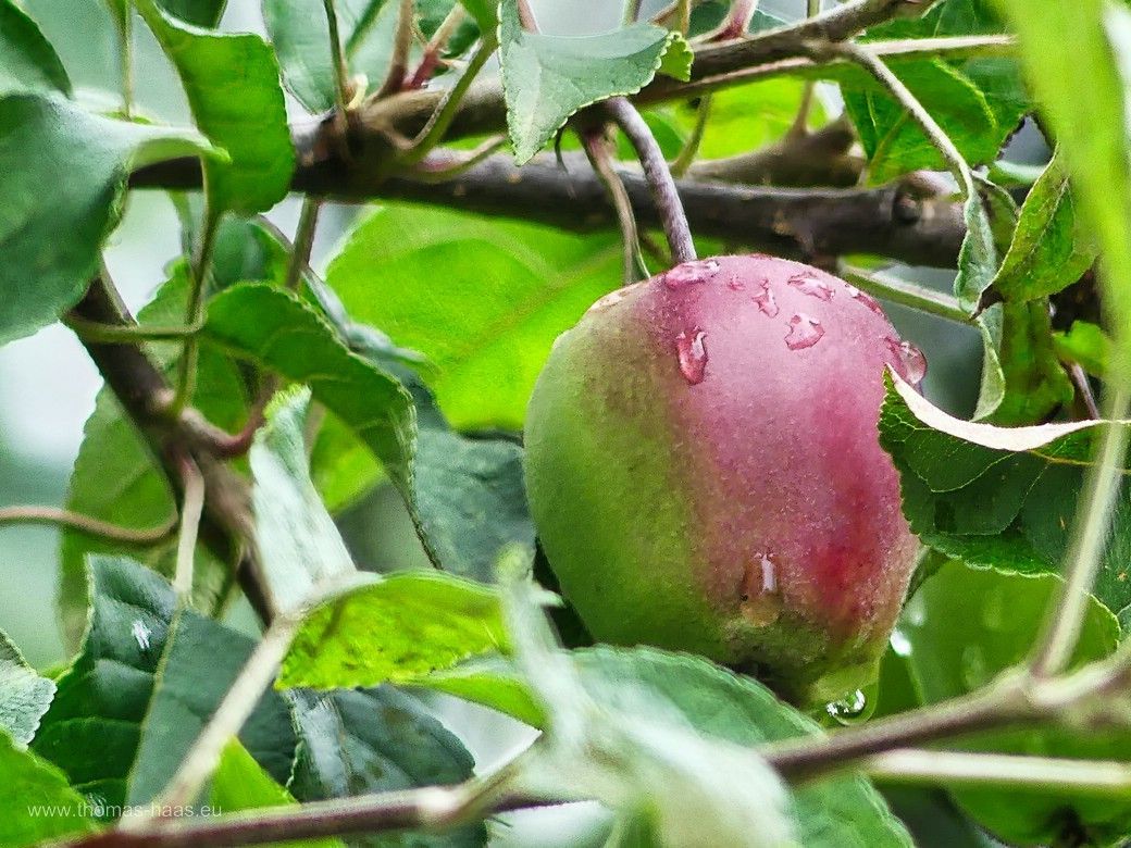 Ein Apfel im Regen...