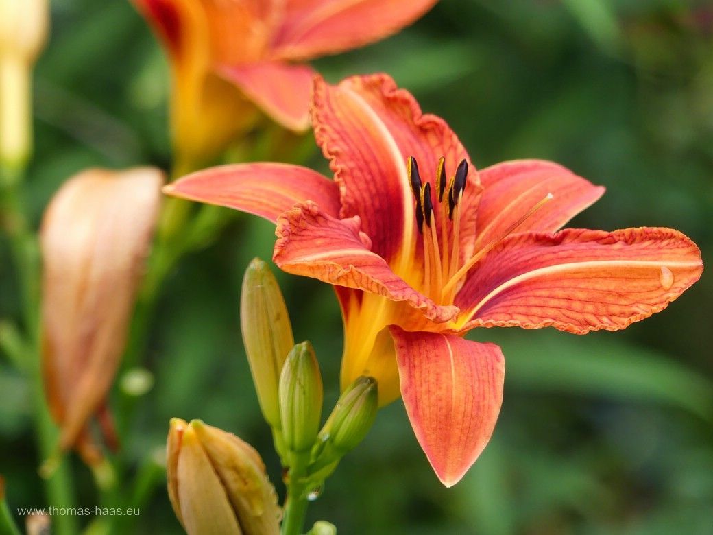 Taglilien, Sommeranfang! Taglilien, Sommeranfang!