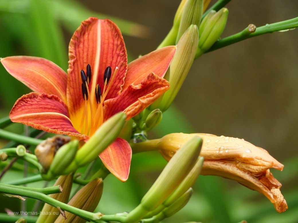 Taglilien, Sommeranfang! Taglilien, Sommeranfang!