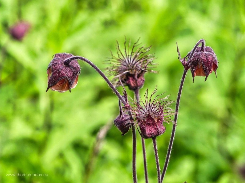 Bach-Nelkenwurz, Geum rivale,  Juni 2024