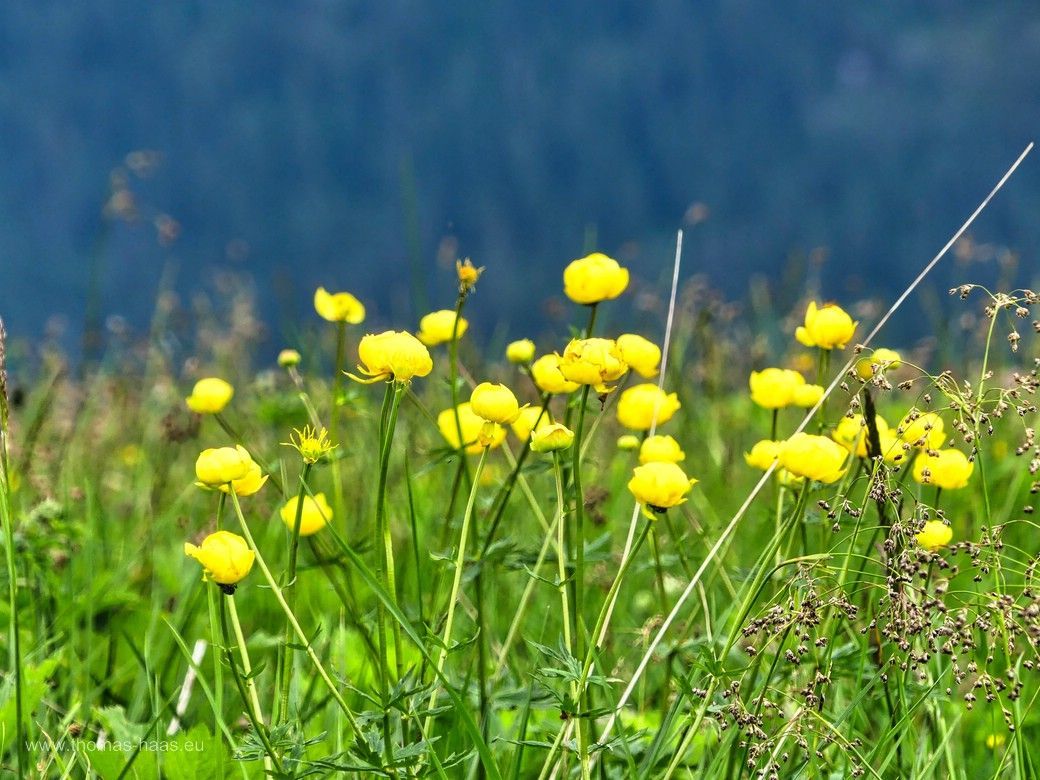 Hahnenfuß-Impression...
Trollblumen