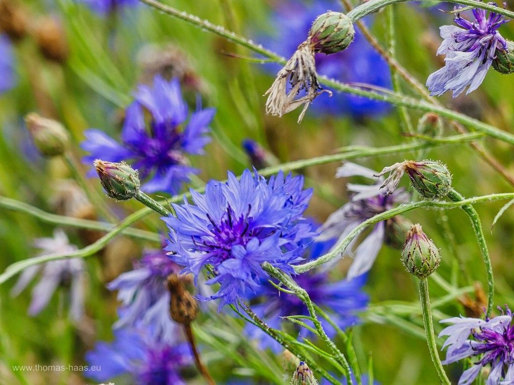 Bewegtes Feld mit Kornblumen, Juli 2024