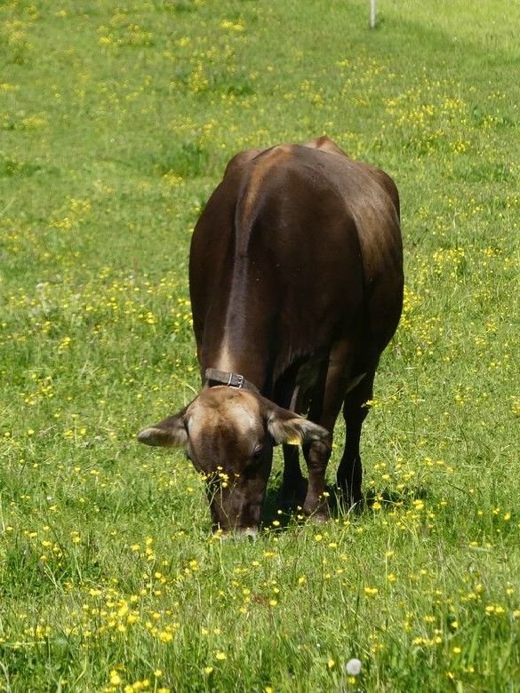 Milchlieferanten... - Kühe! Milchlieferanten... - Kühe!