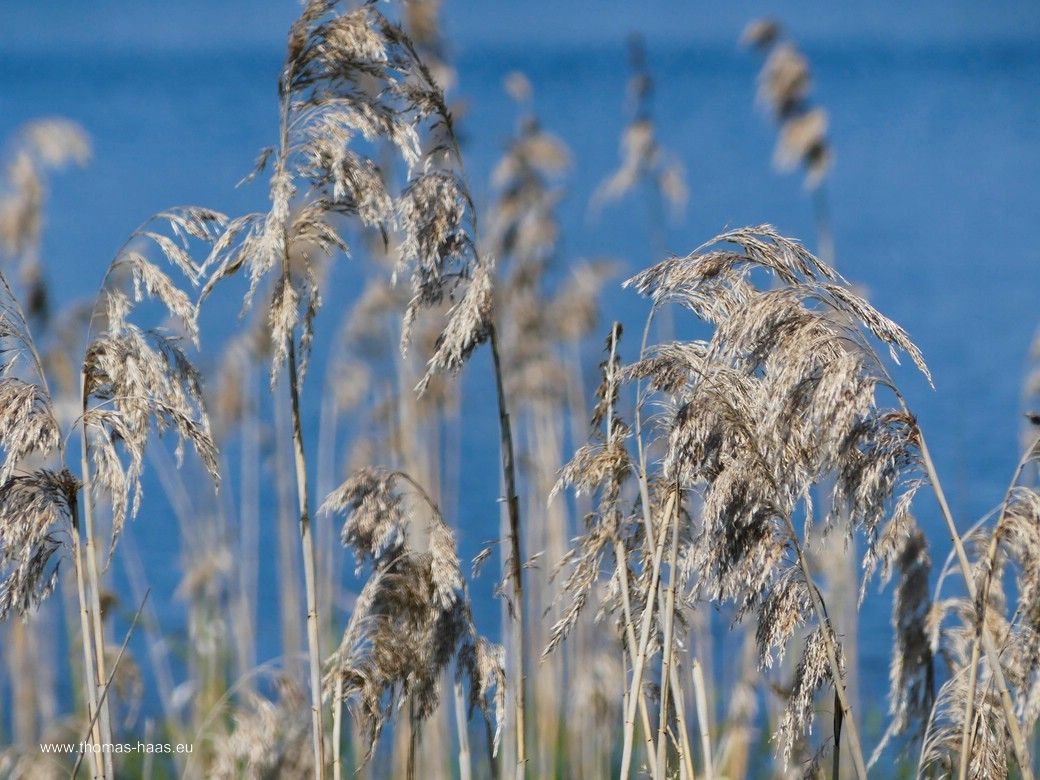 Seeblick... Seeblick...