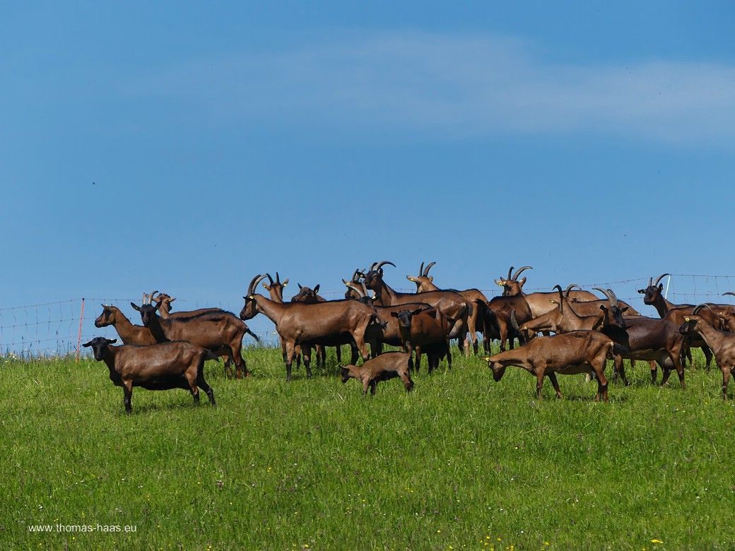 Milchlieferanten... - Ziegenherde! Milchlieferanten... - Ziegenherde!