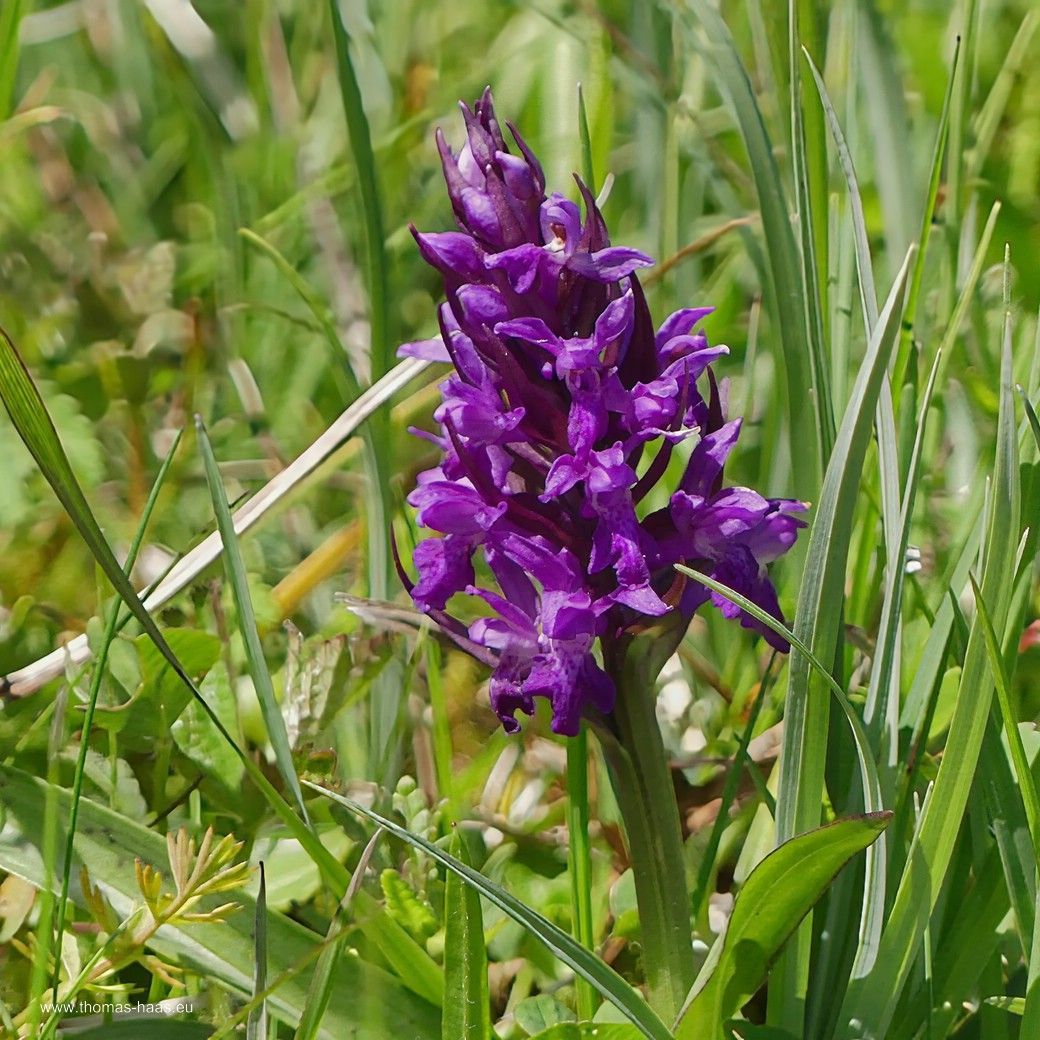 Übersehenes Knabenkraut... Übersehenes Knabenkraut...