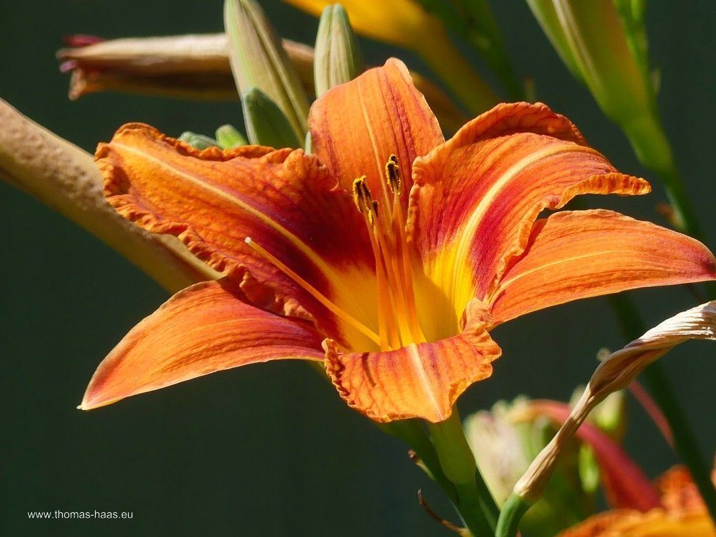 Taglilie - der Sommergruß aus dem Garten... Taglilie - der Sommergruß aus dem Garten...