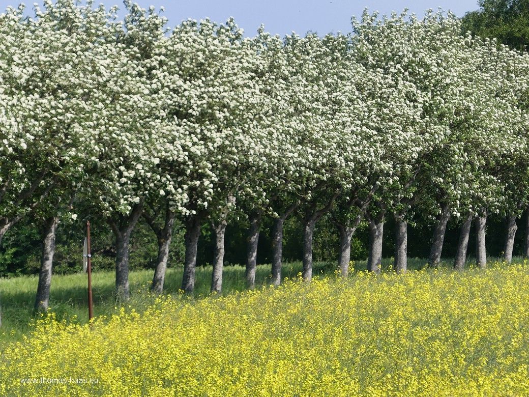 Raps- und Baumblüte mit Verzögerung... Raps- und Baumblüte mit Verzögerung...
