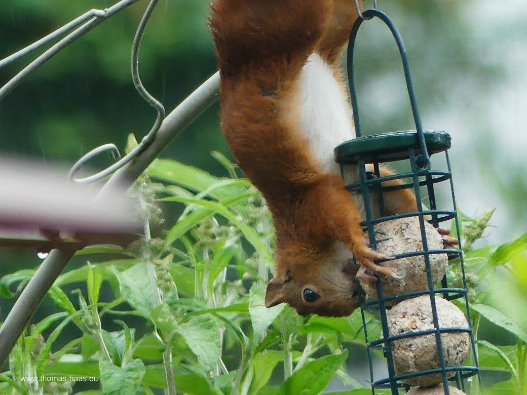 Das Motivationsmotiv für den August 2026: Mühsam ernährt sich das Eichhörnchen... Das Motivationsmotiv für den August 2026: Mühsam ernährt sich das Eichhörnchen...